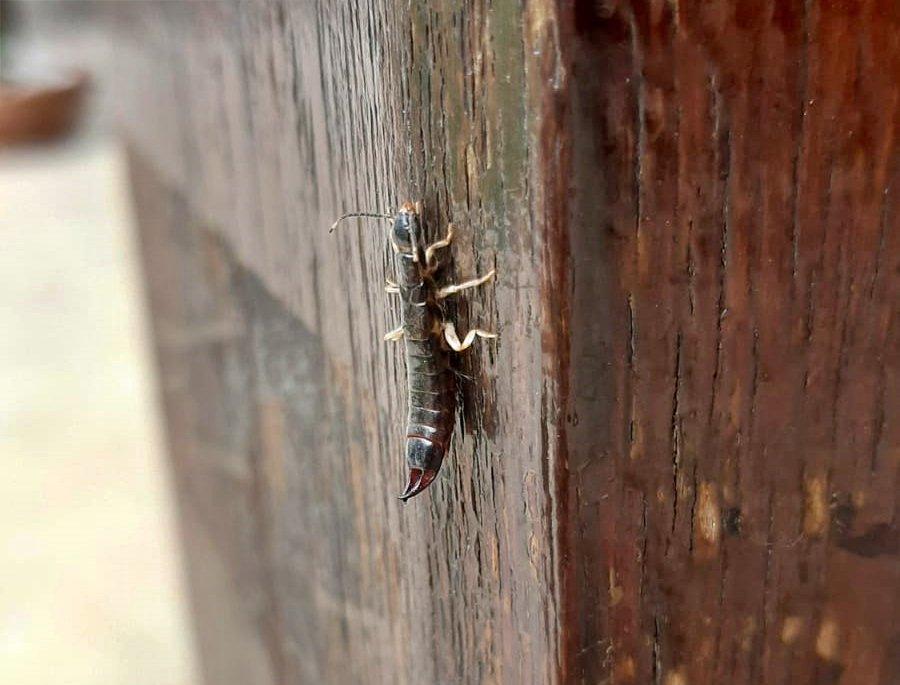 Conheça o inseto tesourinha, que tem aparecido nas casas da região 1 Conheça o inseto tesourinha, que tem aparecido nas casas da região