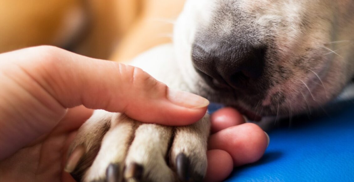 Lei obriga veterinários a notificar casos de maus-tratos em Nova Friburgo