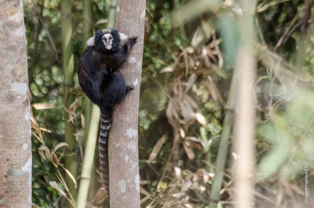 Espécie de sagui é monitorada em Cordeiro, Cantagalo, Madalena e Alto 4 Callithrix aurita Cordeiro 1