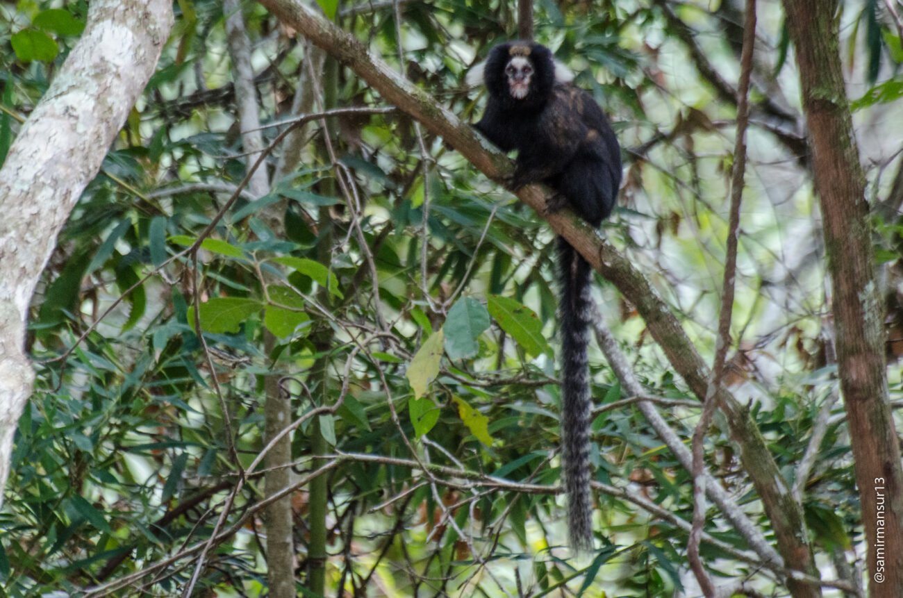 Espécie de sagui é monitorada em Cordeiro, Cantagalo, Madalena e Alto 1 Callithrix aurita Cordeiro 4