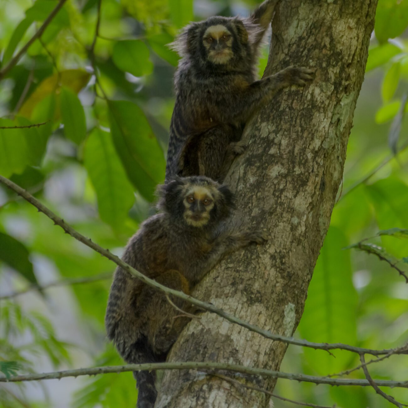 Espécie de sagui é monitorada em Cordeiro, Cantagalo, Madalena e Alto 2 DSC4985 8 2