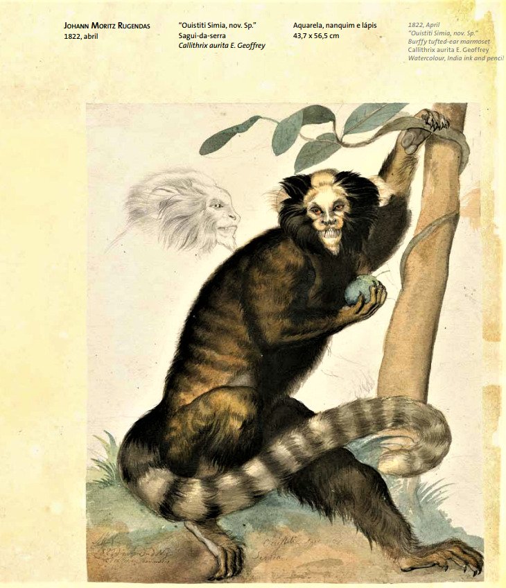 Em Cantagalo, o filho desconhecido do Barão Langsdorff 11 Modelo de catalogação da fauna. Acervo Banco do Brasil