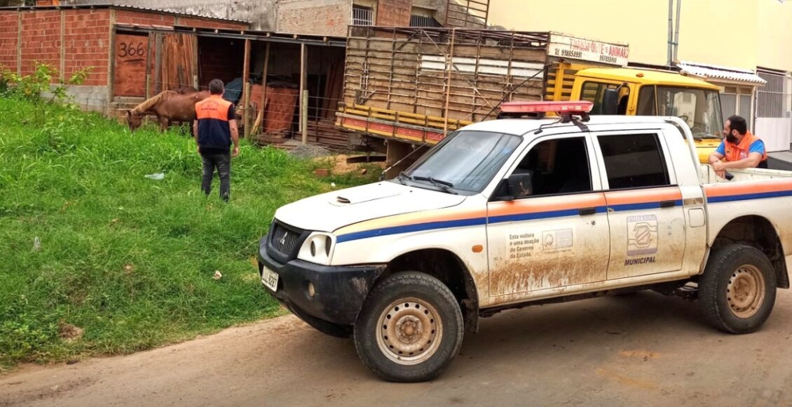 Prefeitura de Itaperuna recolhe animais de grande porte soltos na rua