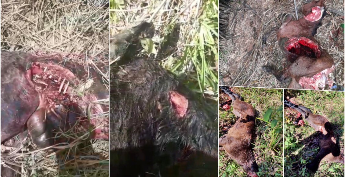 Onça continua atacando rebanhos na zona rural de Cantagalo