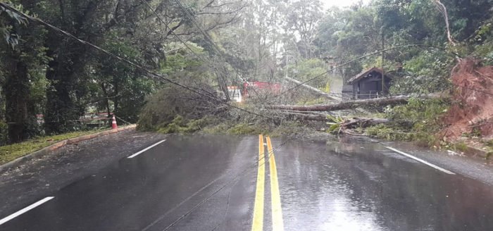 RJ-116: Queda de árvore arrasta rede elétrica e fecha rodovia em Mury