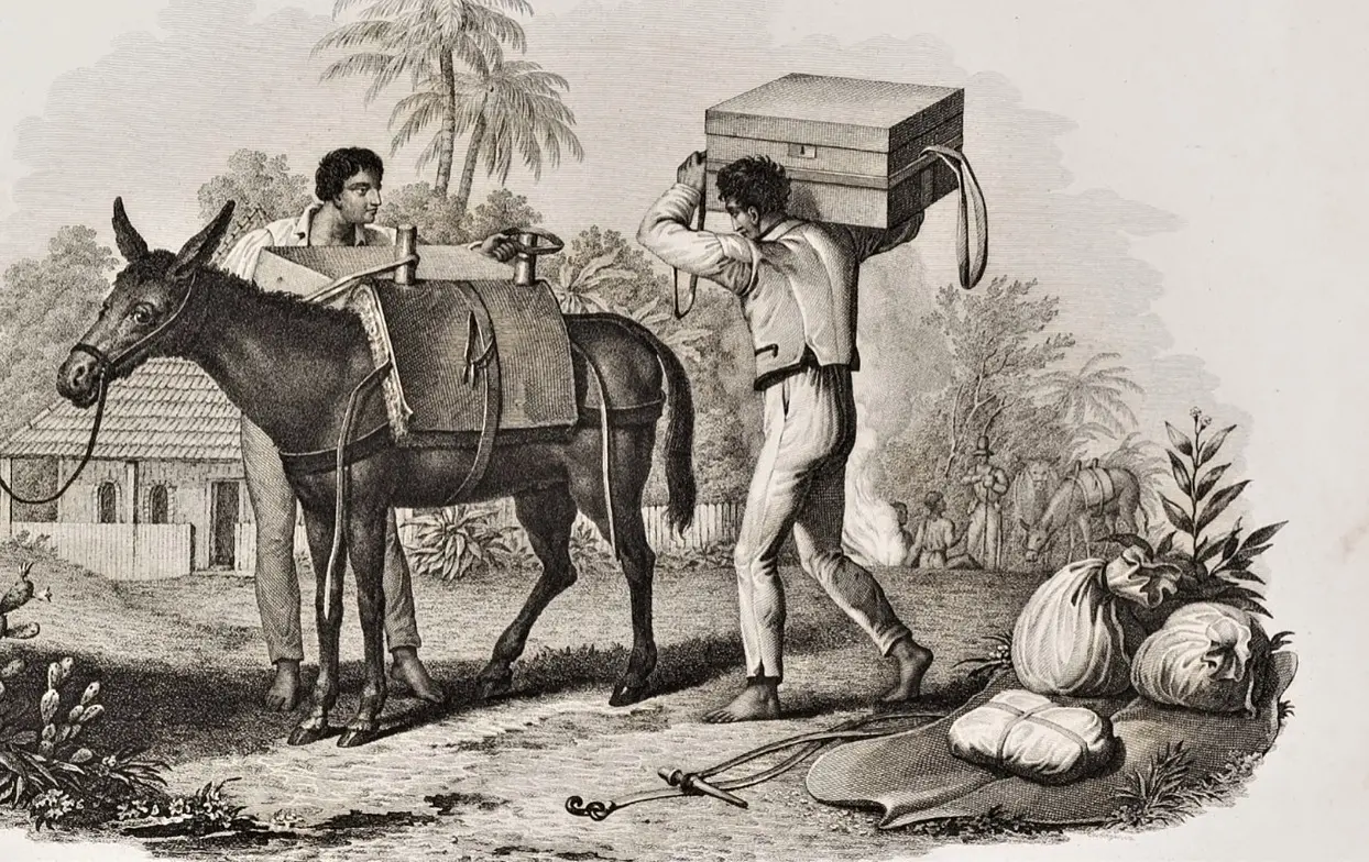 Memórias de um menino de fazenda de café do século 19 10 Carregando as mulas para viagem. Prinz Von Wied Maximilian. Acervo Biblioteca Nacional