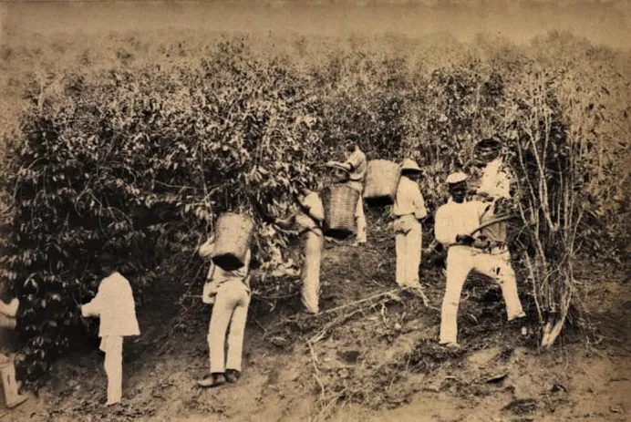 Memórias de um menino de fazenda de café do século 19 4 Colheita do café. Marc Ferrez, entre 1870 e 1899. Acervo Biblioteca Nacional