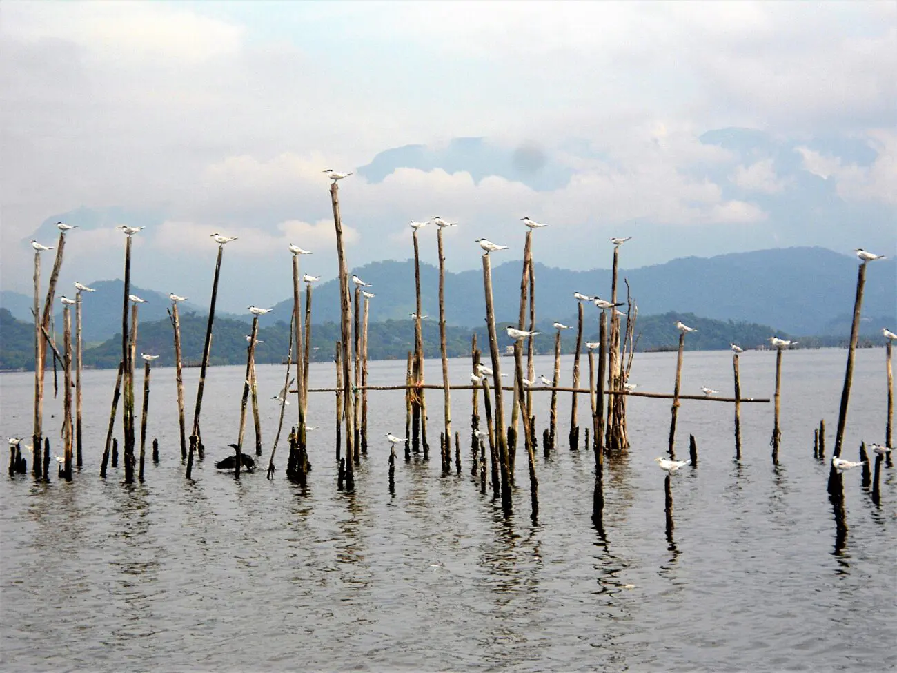 Memórias de um menino de fazenda de café do século 19 11 Encontro do Rio Macacu com o a Baía de Guanabara. Acervo fotógrafa Lúcia Gomes