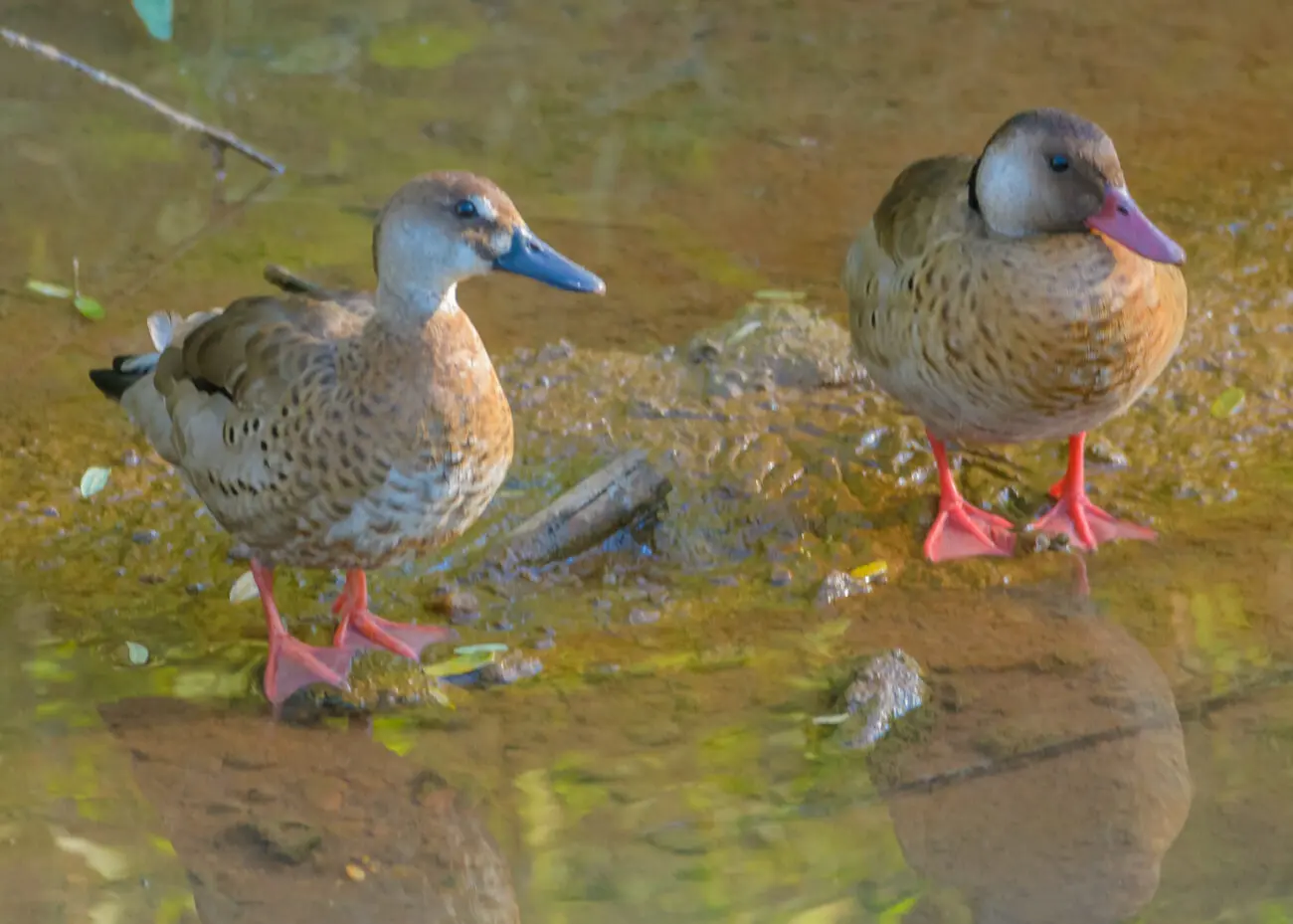 Memórias de um menino de fazenda de café do século 19 7 Marreca-ananaí. Acervo fotógrafo Gabriel Monnerat