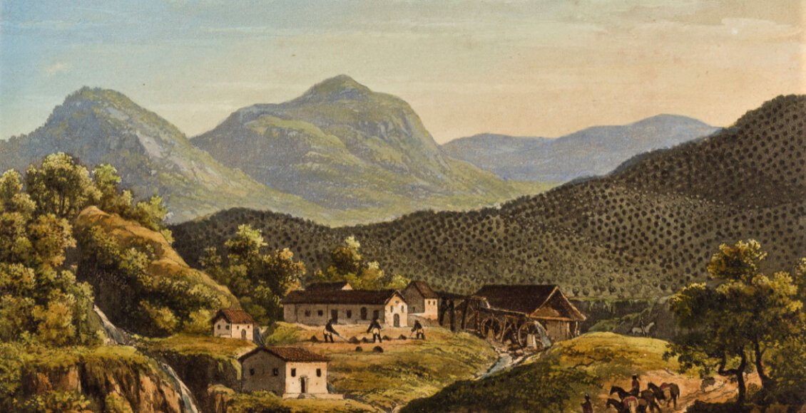 Plantação de café na serra fluminense. Steinmann,1839. Acervo Pinacoteca SP.