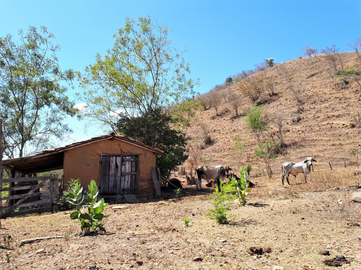 O café e o desastre ambiental na Serra Fluminense 8 Região serrana fluminense na estiagem. Acervo pessoal