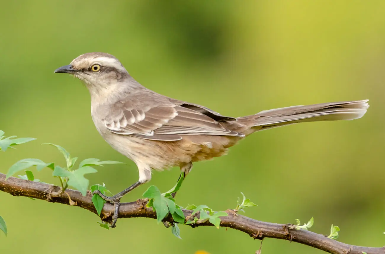 Memórias de um menino de fazenda de café do século 19 9 Sabiá-do-campo. Acervo fotógrafo Gabriel Monnerat