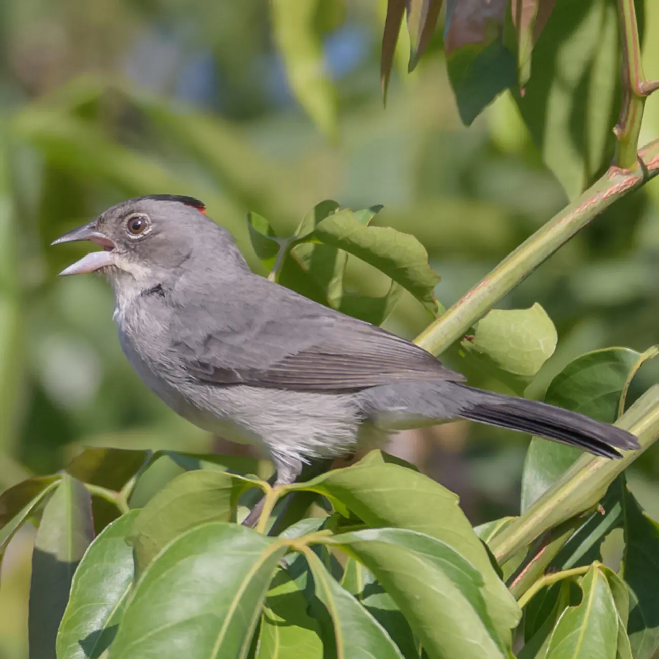 Memórias de um menino de fazenda de café do século 19 6 Tico-tico-rei cinza. Acervo fotógrafo Gabriel Monnerat