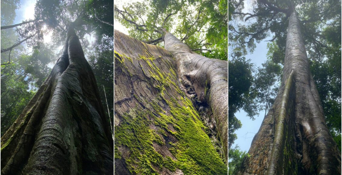 Árvore de aproximadamente 300 anos é identificada em Cordeiro