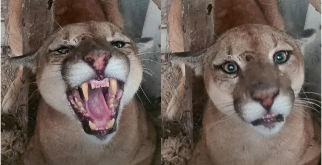 Presa em galinheiro, onça parda ganha close antes de ser resgatada em Macaé