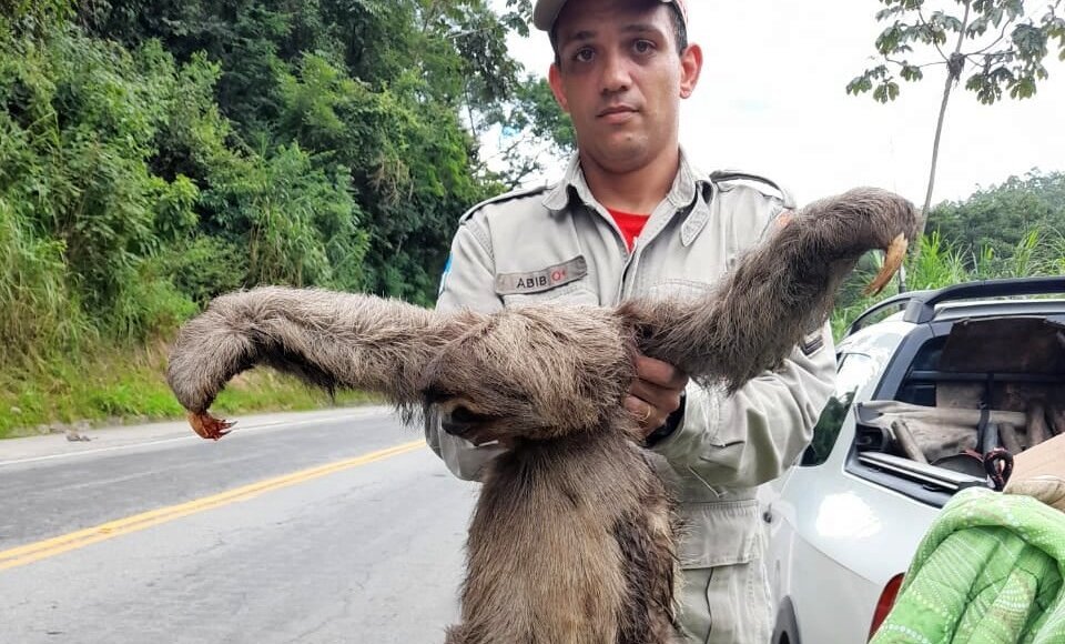 Bicho-preguiça é resgatado na RJ-116, em Bom Jardim