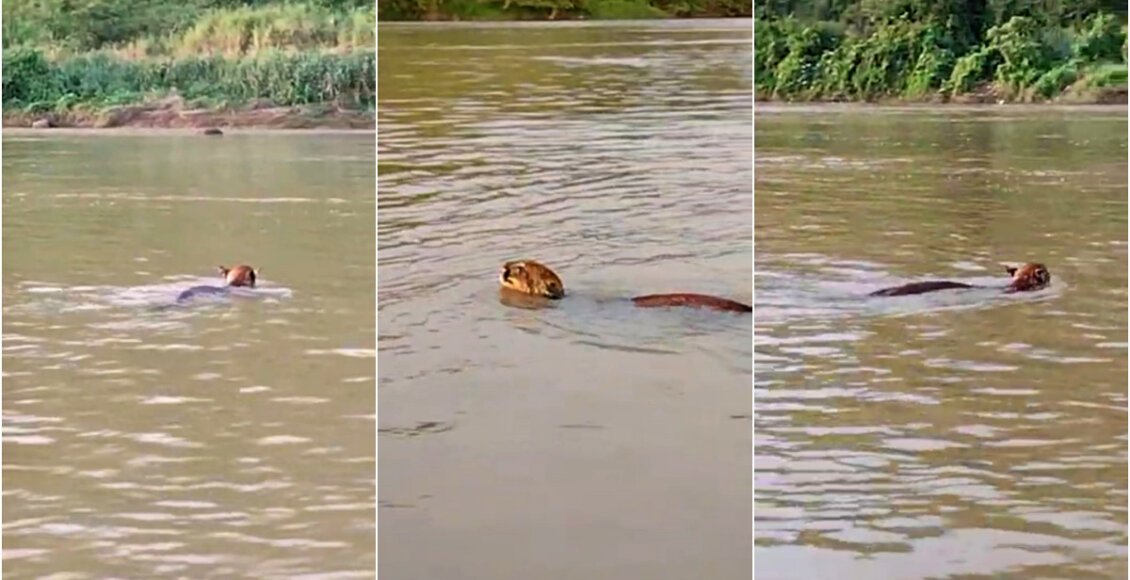 Onça é flagrada atravessando o Rio Paraíba do Sul, entre Itaocara e Cantagalo