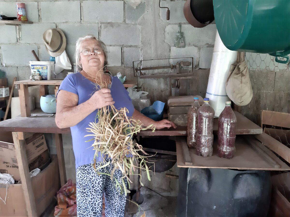 Botica doméstica no passado: a horta de dona Zali em Nova Friburgo 1 Feijão plantado por Dona Zali. Acervo pessoal