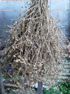 Botica doméstica no passado: a horta de dona Zali em Nova Friburgo 2 Maneira de secagem de plantas medicinais. Acervo pessoal