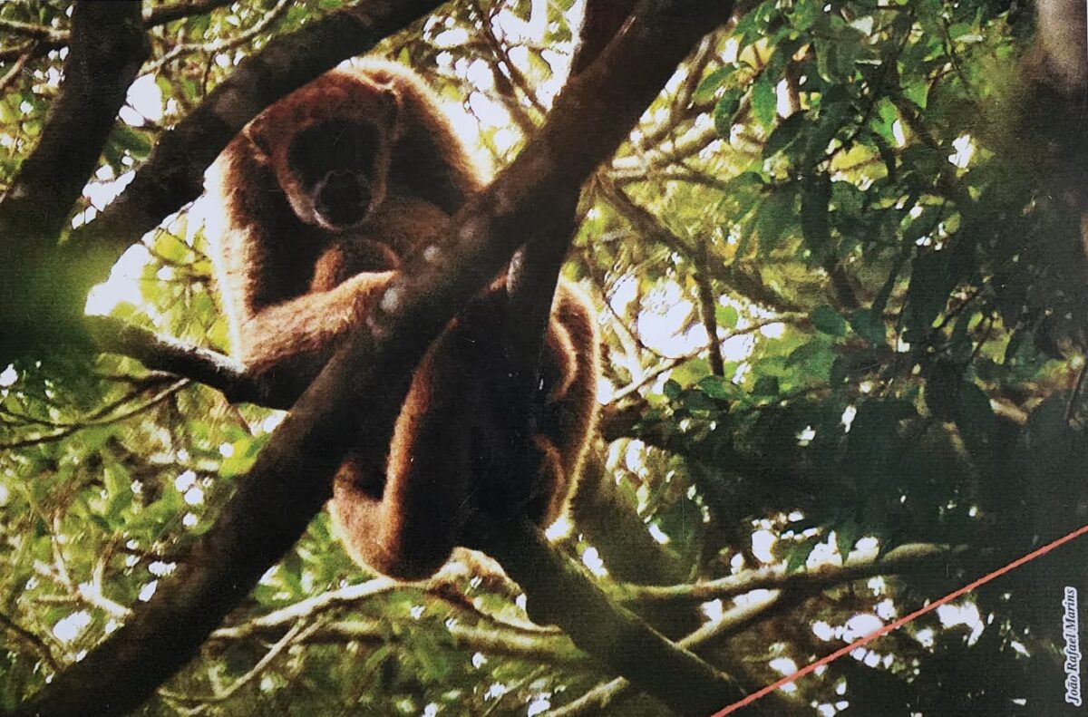 'Pulmão verde' da região completa 52 anos de Desengano 3 Macaco Muriqui: símbolo do Parque Estadual do Desengano