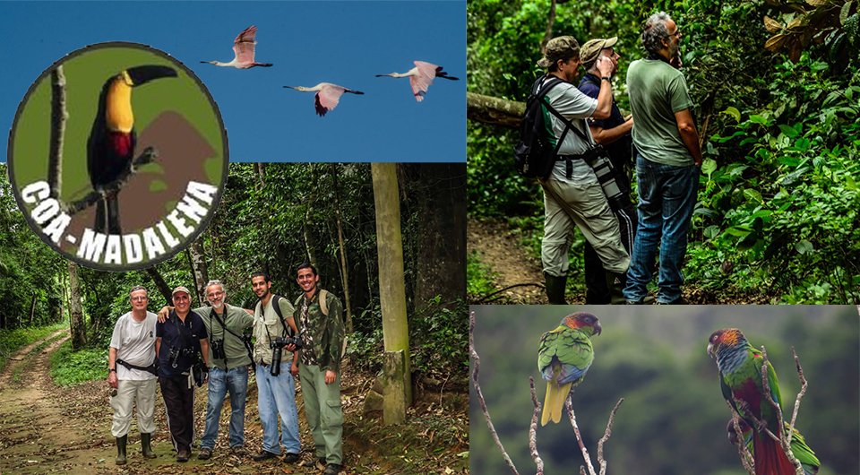 COA-Madalena: paixão por pássaros e preservação ambiental