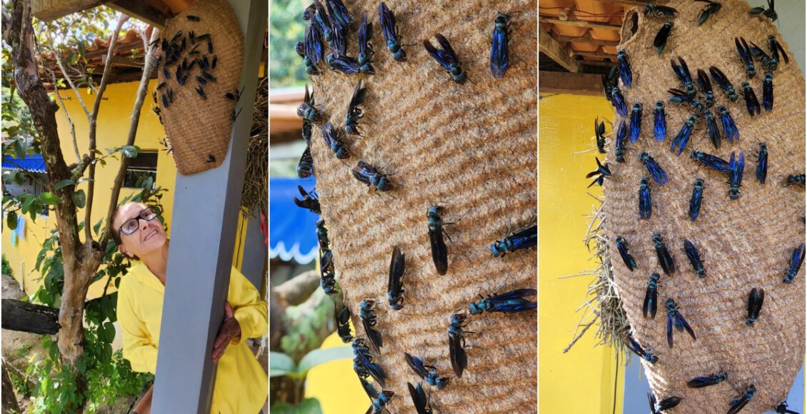 Marimbondos-tatu invadem varanda de residência em Santa Maria Madalena