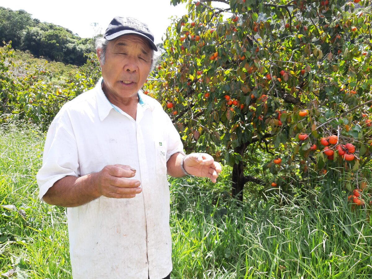 Imigração japonesa em Nova Friburgo: uma revolução no campo 4 Higuchi imigrou para o Brasil em 1963, com incentivo do governo japonês. Acervo pessoal