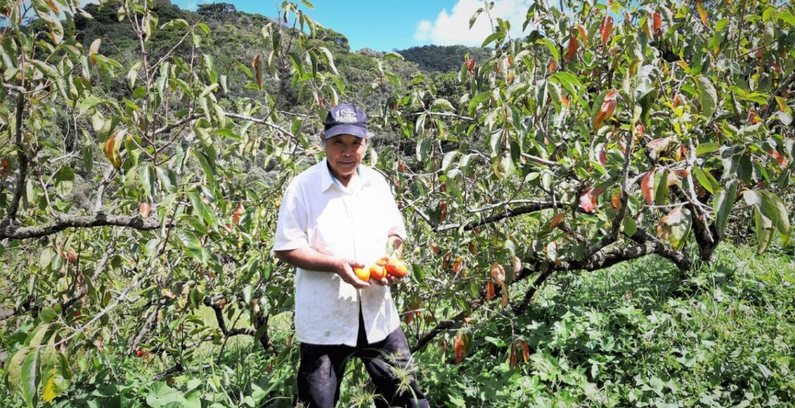 Hiroshi Higuchi plantador de caqui em sua propriedade em Friburgo. Acervo pessoal