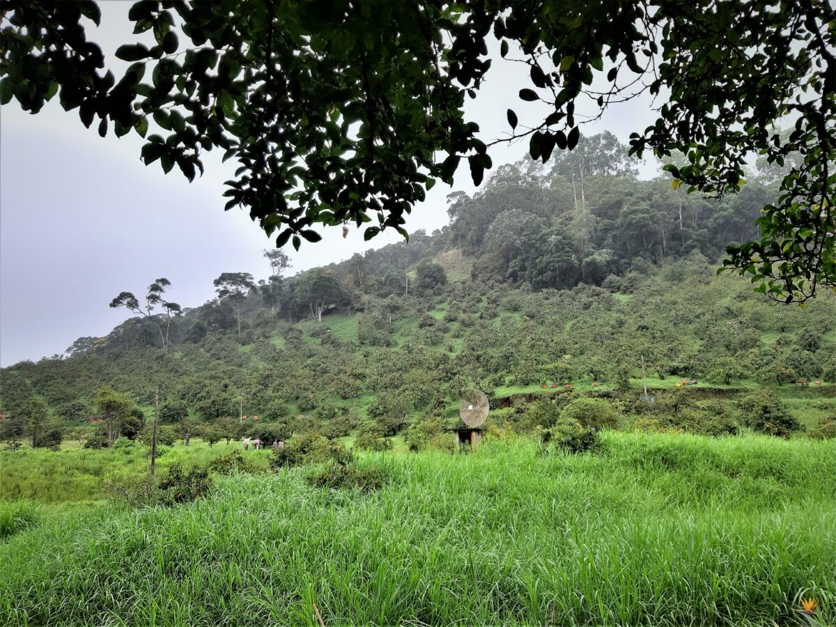 Imigração japonesa em Nova Friburgo: uma revolução no campo 2 Plantação de caqui em Córrego Dantas, Nova Friburgo. Acervo pessoal