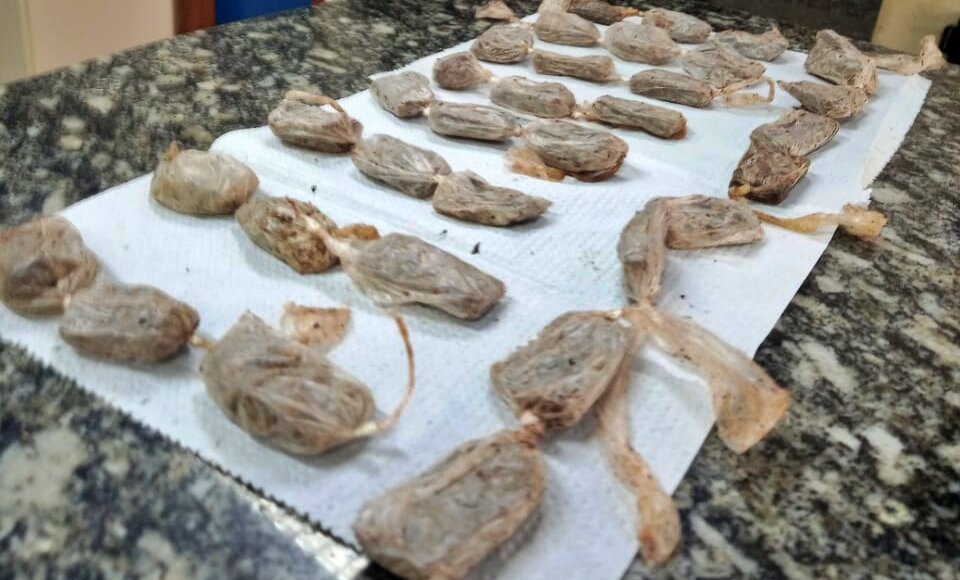 PM apreende buchas de maconha enterradas no pé de banana em Aperibé