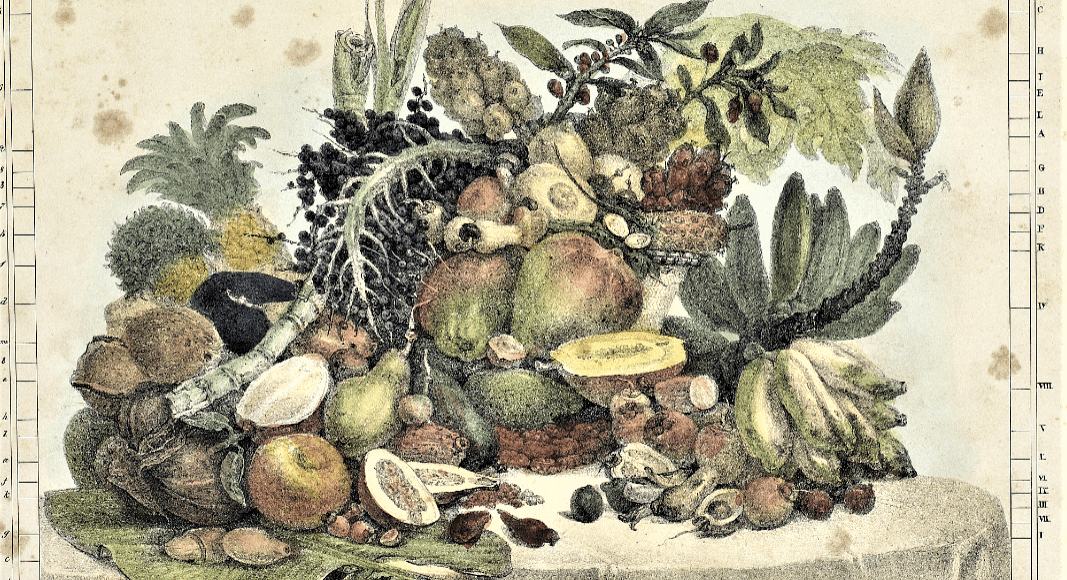 Frutas do Brasil, 1839, Thierry Frères. Acervo BN