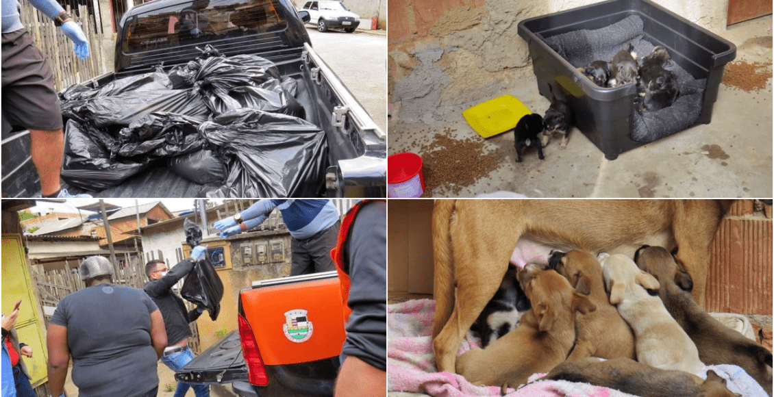 Friburgo: 23 cães morrem carbonizados durante incêndio residencial