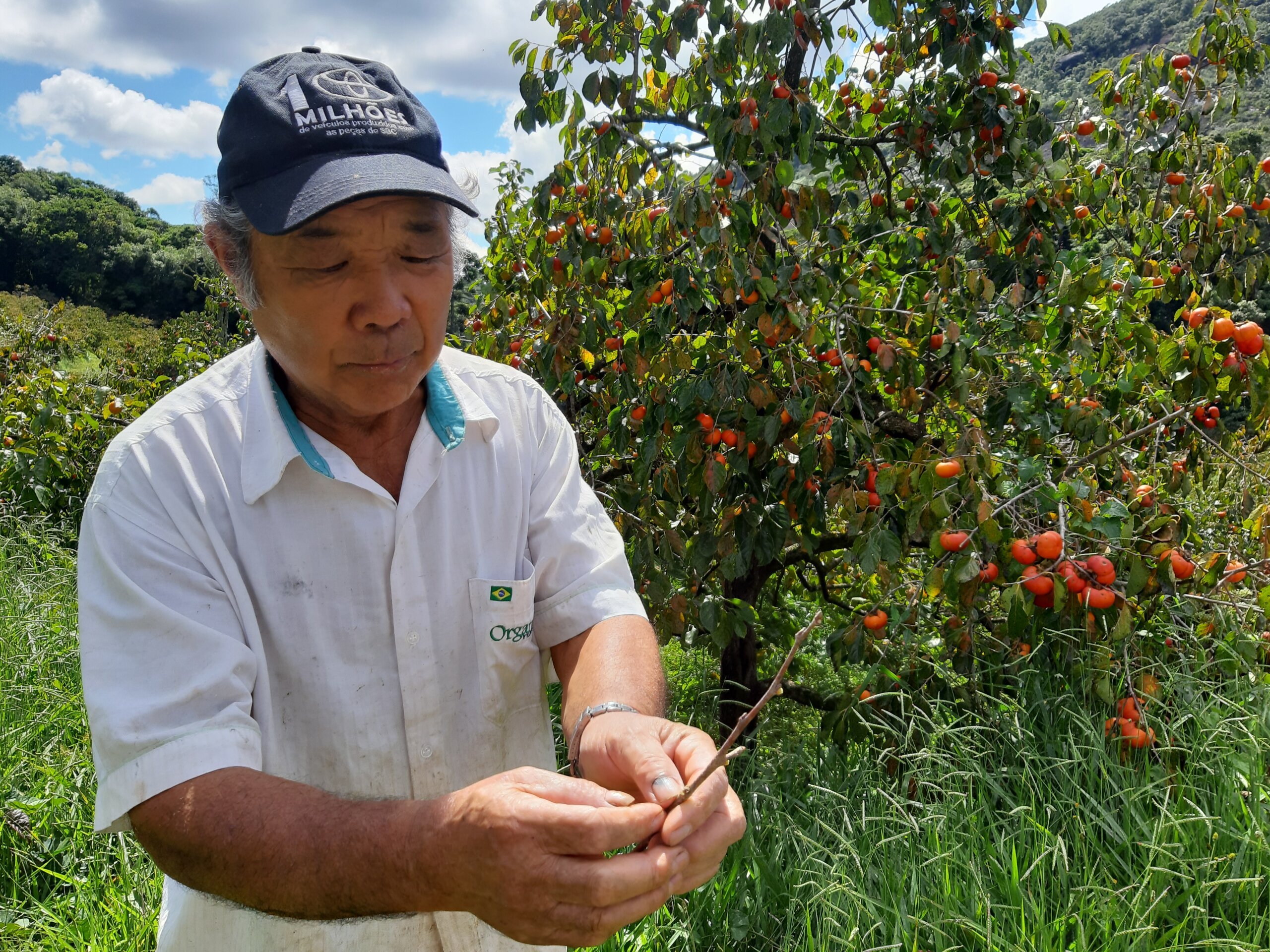 Cadima Shopping promove evento dos povos formadores de Friburgo 5 A contribuição dos japoneses foi na melhoria de técnicas agrícolas. Acervo pessoal