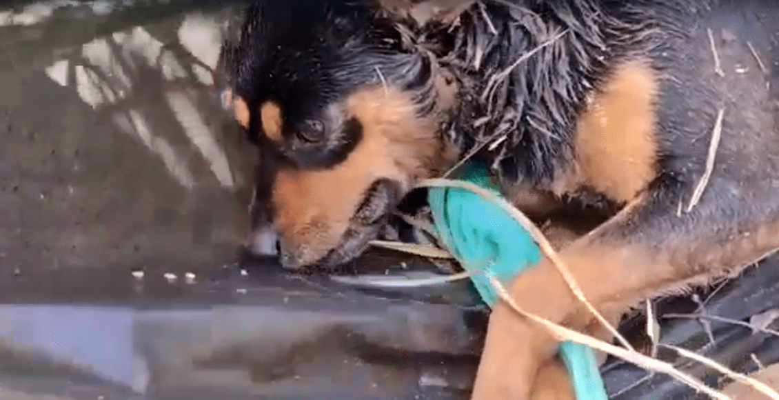 Cachorro é abandonado dentro de saco plástico amarrado em Nova Friburgo