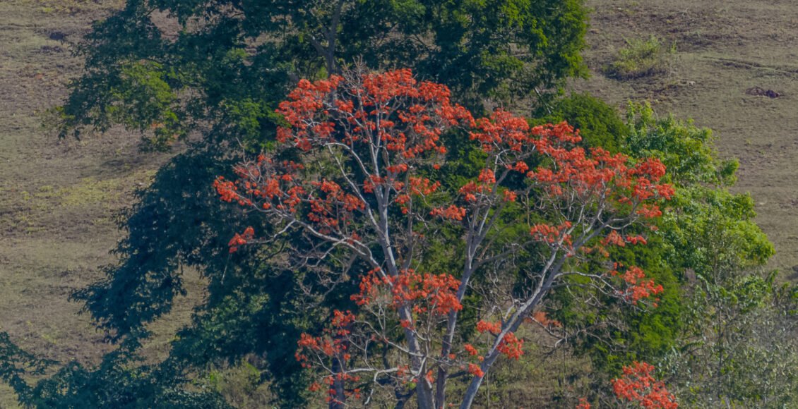 Florada dos ipês e sanandus colore a Região Serrana