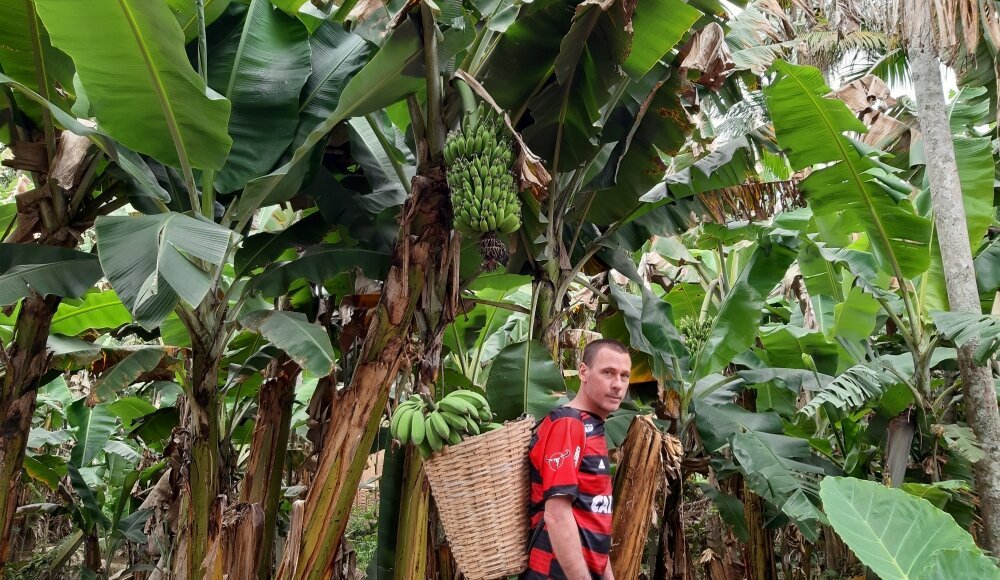 A bananeira está sempre presente nos quintais. Acervo pessoal
