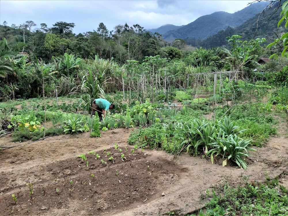 Hortas, pomares e criações nos tempos dos quintais 6 Horta de uma residência em São Pedro da Serra, em Friburgo. Acervo pessoal