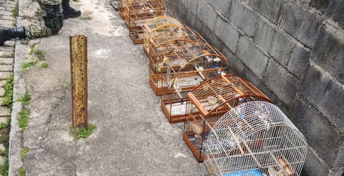 Pássaros em cativeiro são resgatados São Cristóvão, em Nova Friburgo
