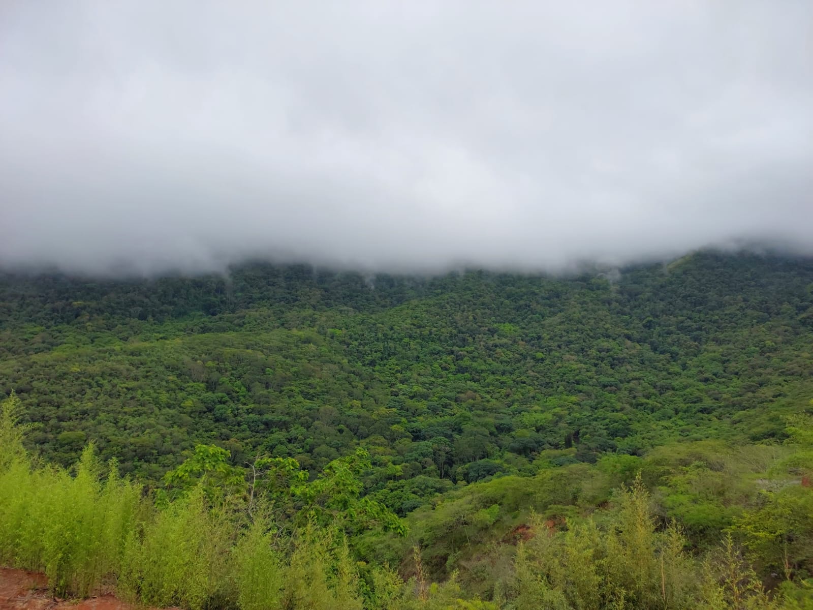 Parque dos dinossauros de Miguel Pereira abrirá as portas em