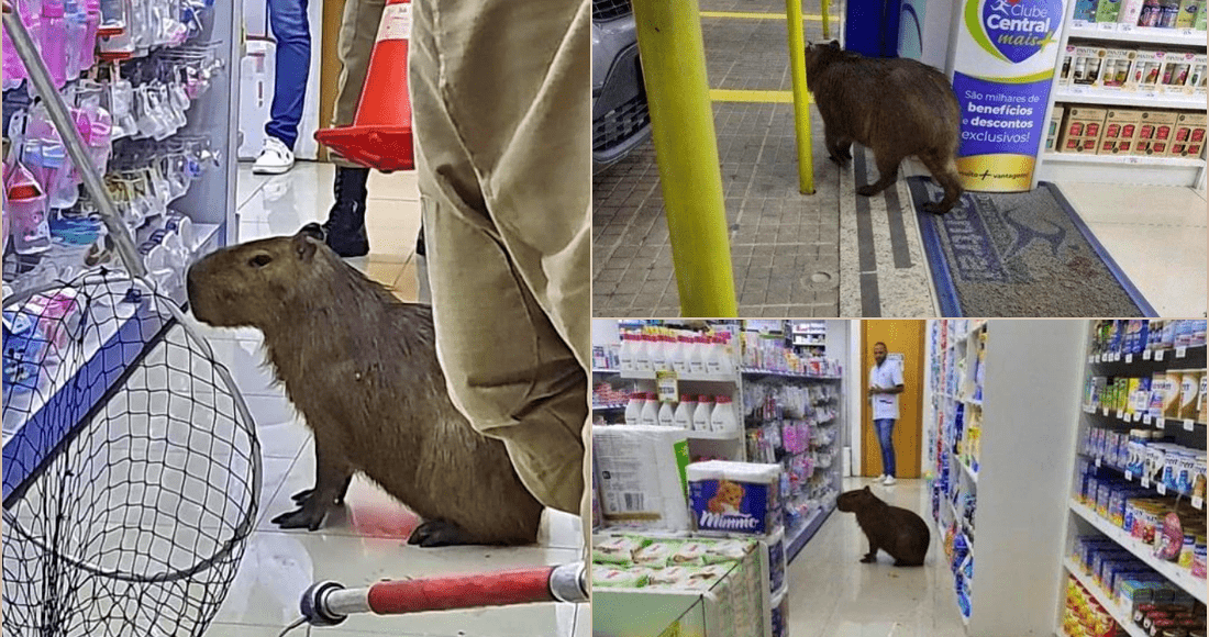 Capivara faz visita a farmácia na Várzea, em Teresópolis