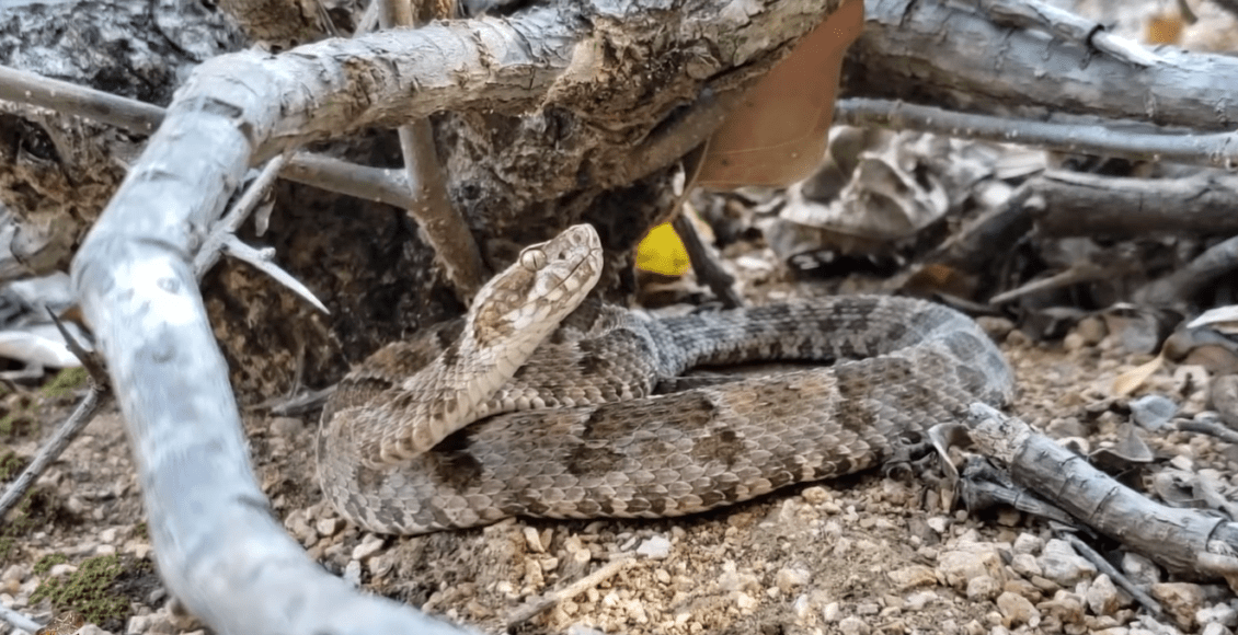Criança vai para a UTI após picada de cobra jararaca em São Fidélis