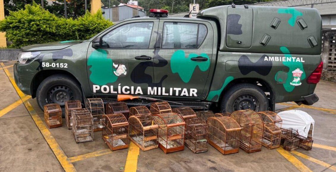 Polícia apreende 30 pássaros silvestres e espingarda em Nova Friburgo