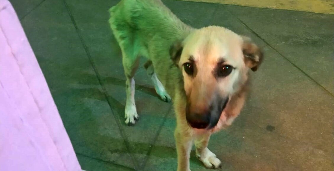 Casal de Duas Barras cria brechó beneficente para ajudar animais de rua