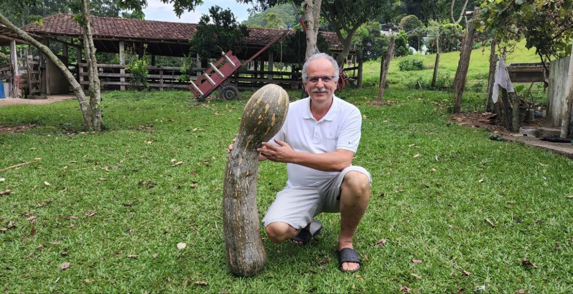 Produtor rural colhe abóbora gigante em Santa Maria Madalena