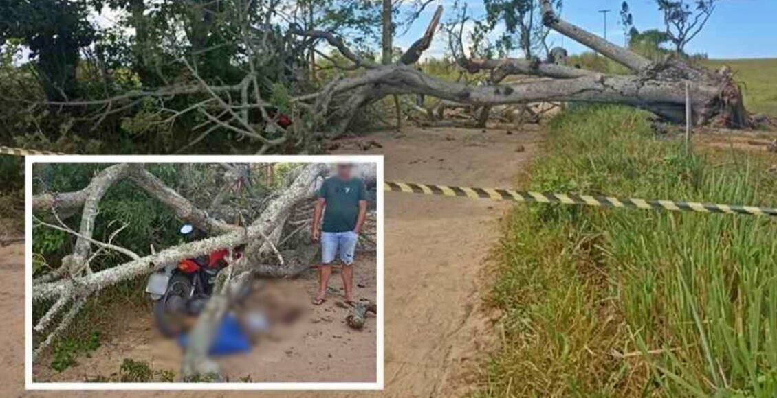 Árvore cai e mata motociclista que parou para atender celular no Norte Fluminense