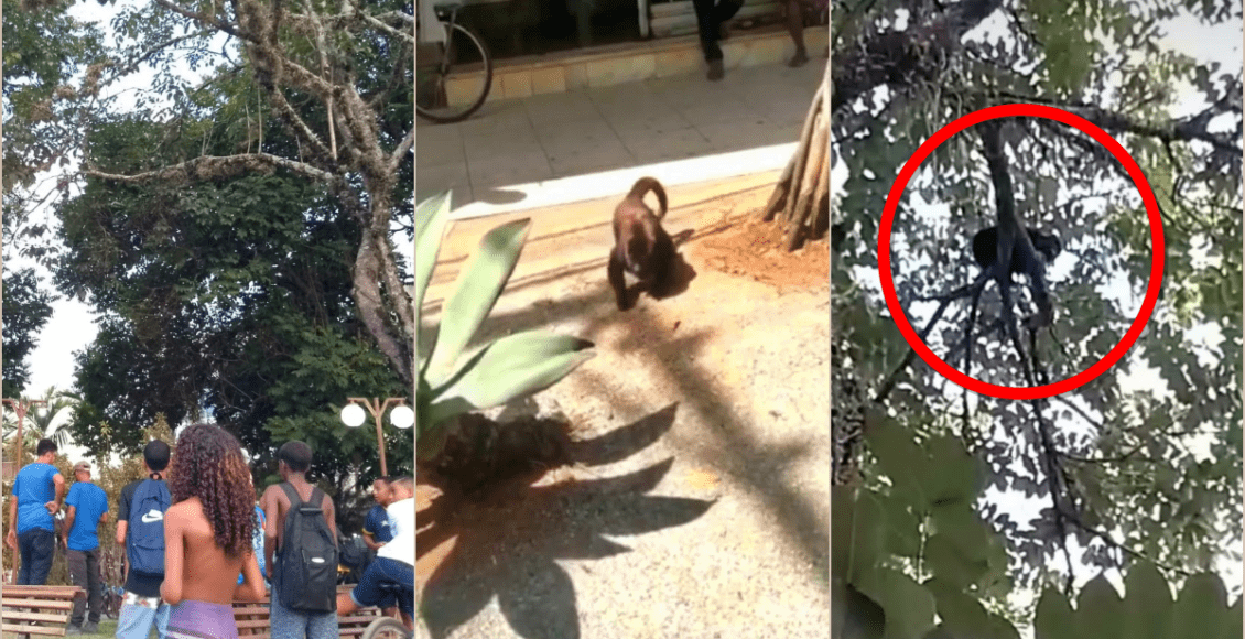 Vídeo: Macaco bugio vira atração na praça do centro de Macuco