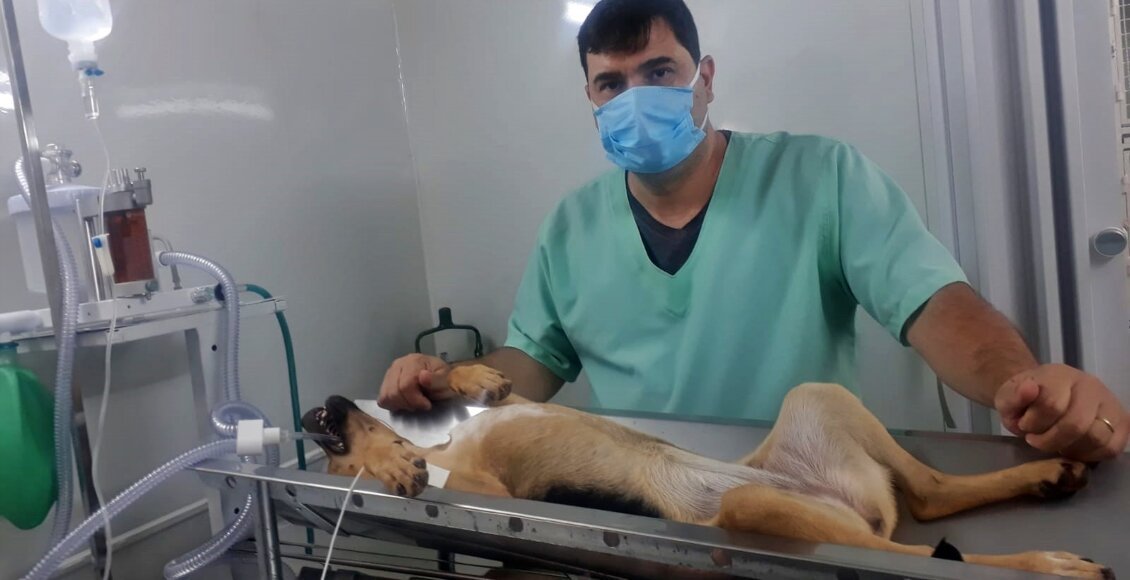 Cordeiro é pioneiro no serviço gratuito de castração de cães de rua