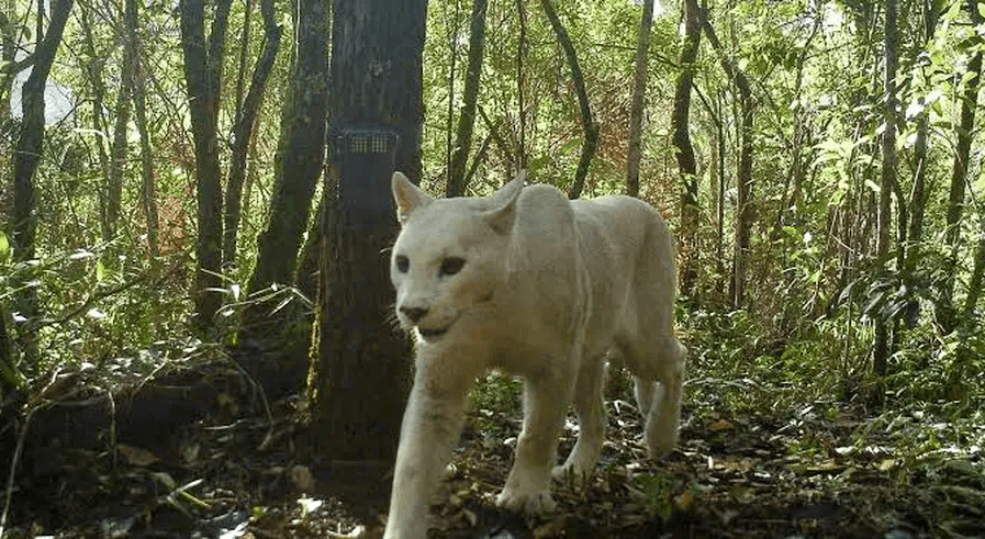 Morador de Petrópolis filma o que pode ser a primeira onça branca do mundo