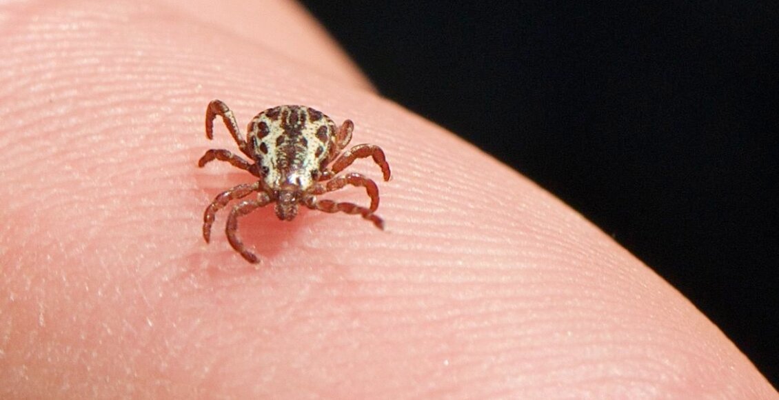 Itaocara e Itaperuna registram casos de febre maculosa, sendo dois óbitos