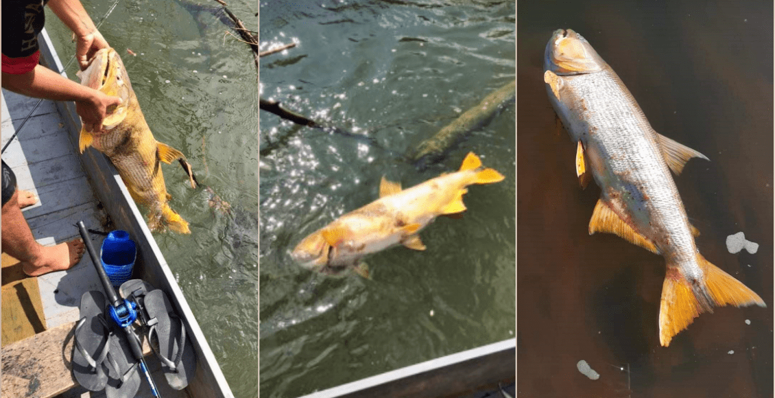 Aparecimento de peixes mortos no Rio Paraíba gera preocupação em São Fidélis